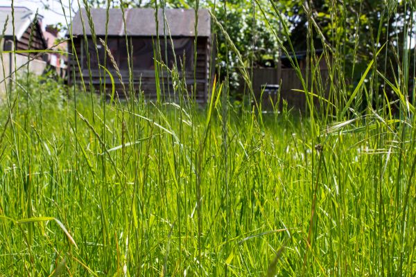 Overgrown Lawn Trimming in Longwood