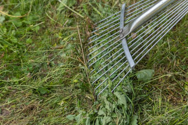 Thatch Raking in Longwood