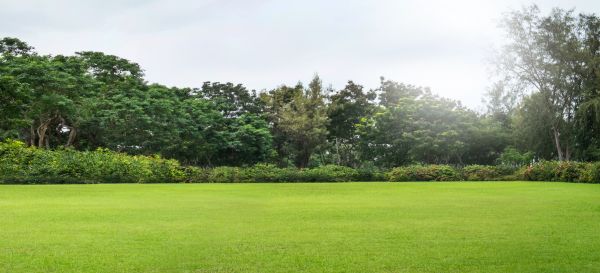 Golf Course Mowing in Longwood